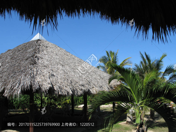 從棕櫚LEA了屋頂