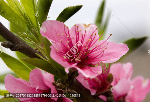 粉紅桃花宏