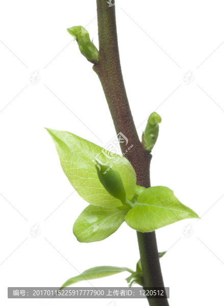 藍(lán)莓莖特寫顯示白色新增長