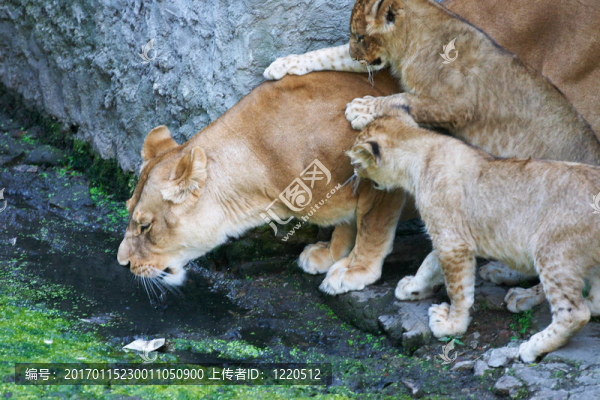 獅子媽媽和她的小
