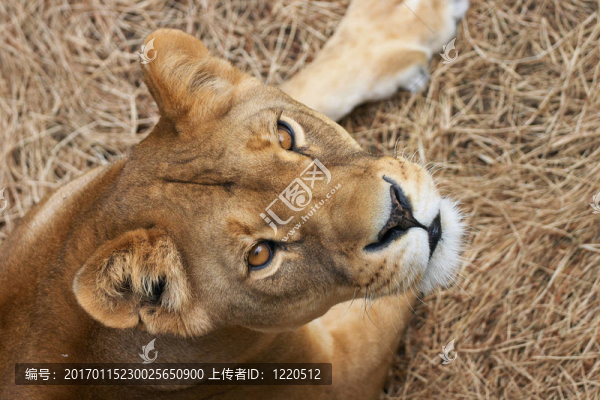 畫像的母獅