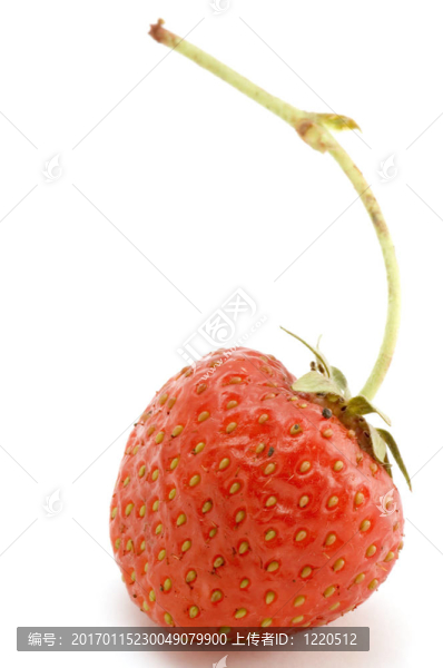 草莓