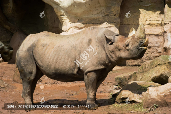 在動物園的犀牛