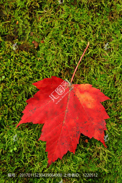苔蘚上的紅葉