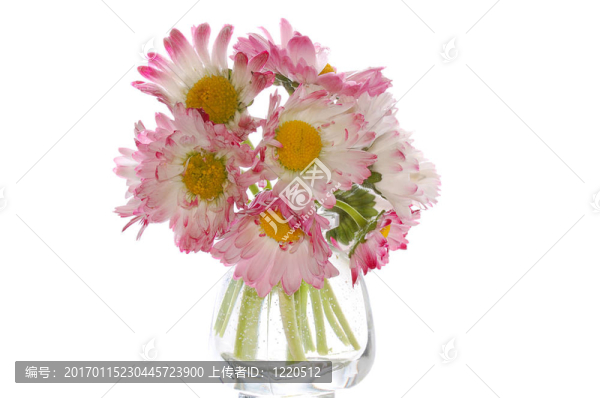 雛菊