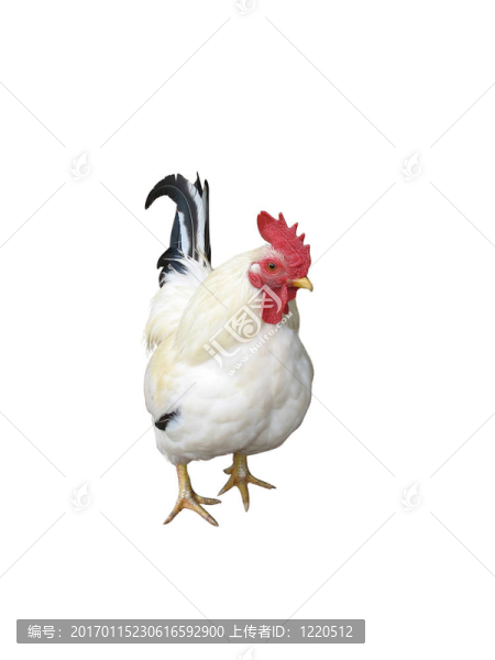 雞與Clipping,Path