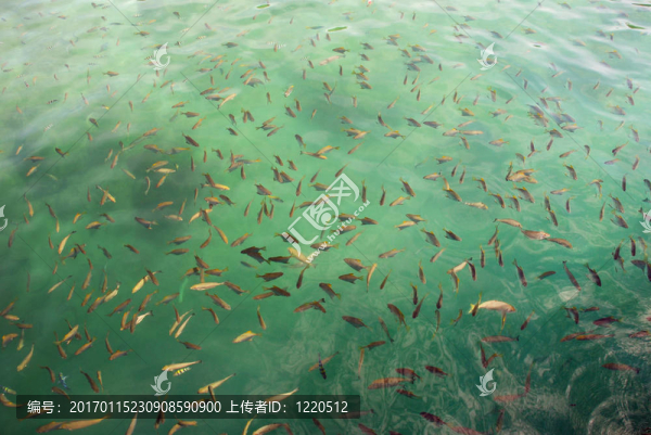 學(xué)校的魚(yú)