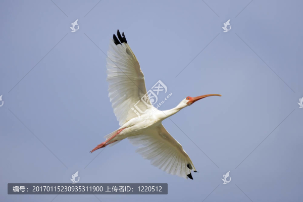 飛行中的白朱鷺
