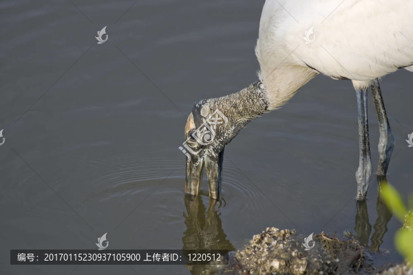 Wood,Stork釣魚