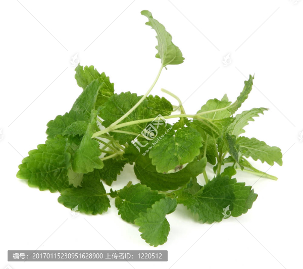 檸檬白潤唇膏