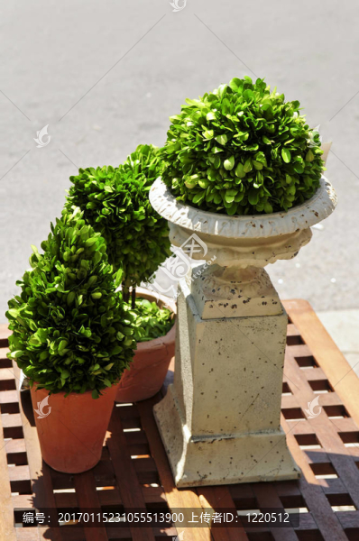 盆栽綠色植物