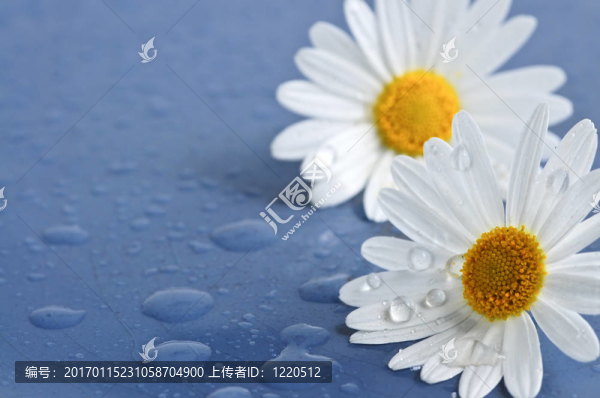 具有水滴的菊花花