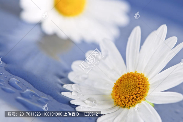 具有水滴的菊花花