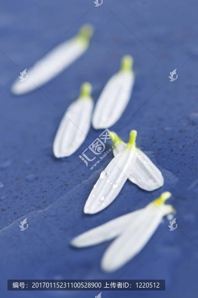 水滴花花瓣