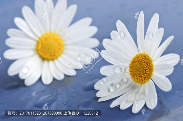 具有水滴的菊花花