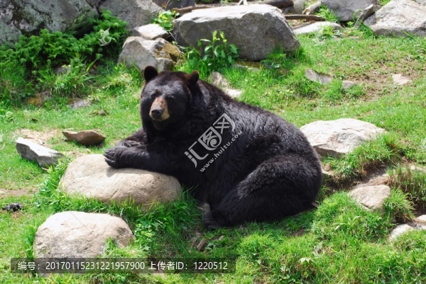 美洲黑熊