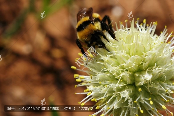 大黃蜂