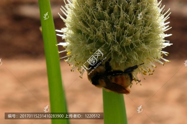 大黃蜂