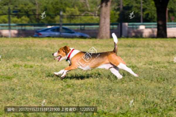 小獵犬跑跑！