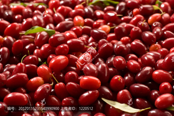 山茱萸