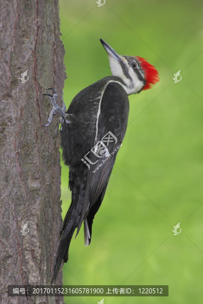 啄木鳥