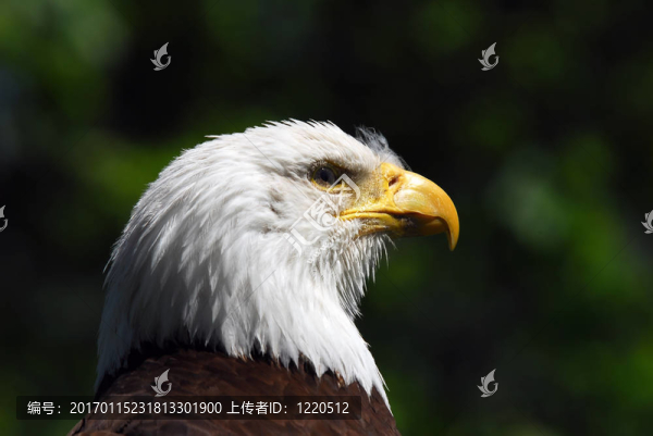 禿頭鷹