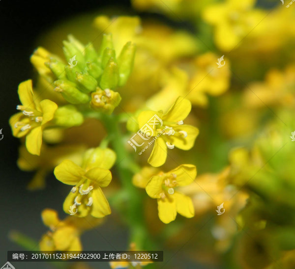 野芥菜blooms-2