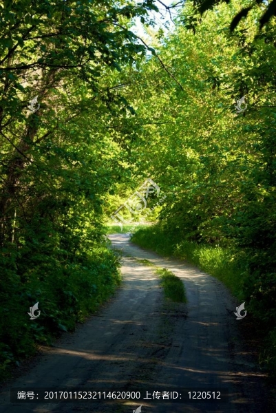 村里的路