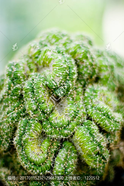 有刺的仙人掌腦