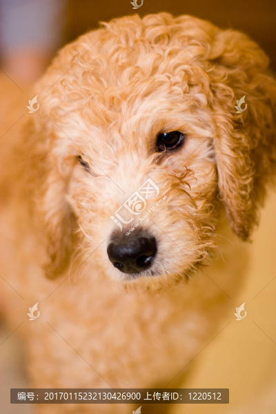 拉布拉多幼犬在10,W