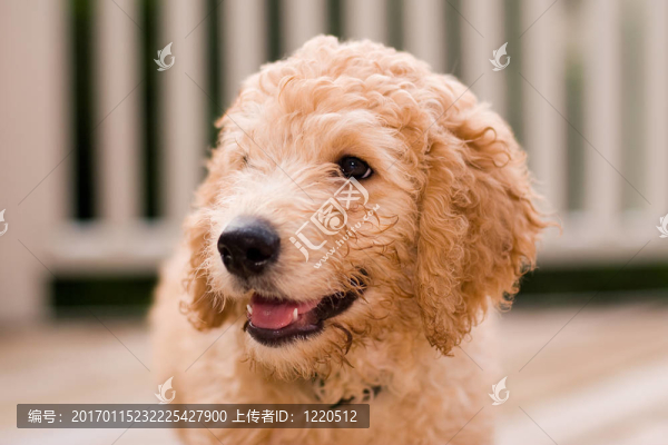 拉布拉多幼犬在10,W
