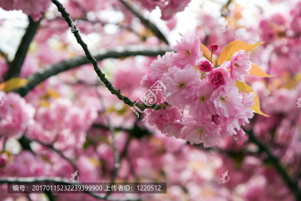 櫻花-匯圖網(wǎng) www.fosd68.com 櫻花