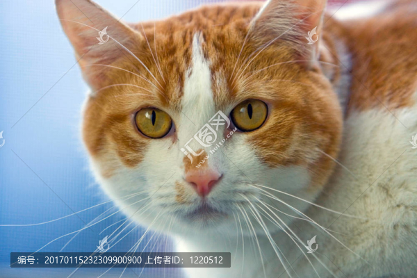 貓臉