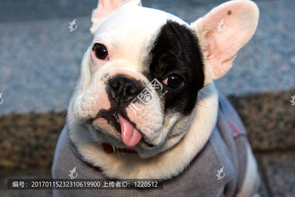 可愛的法國斗牛犬