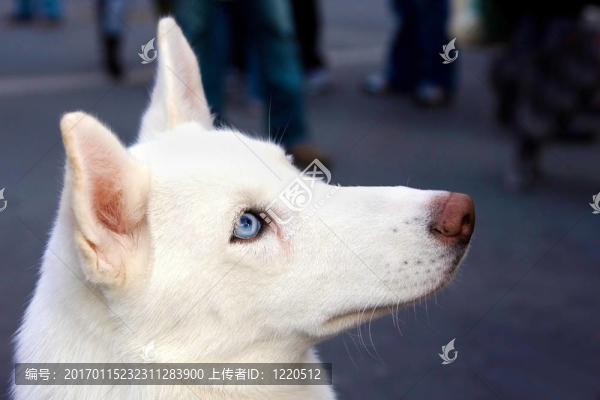 藍(lán)眼睛的白色哈士奇