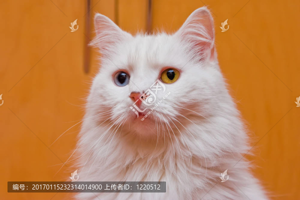 雙色眼睛白色貓