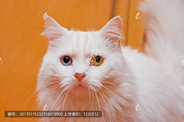 雙色眼睛白色貓