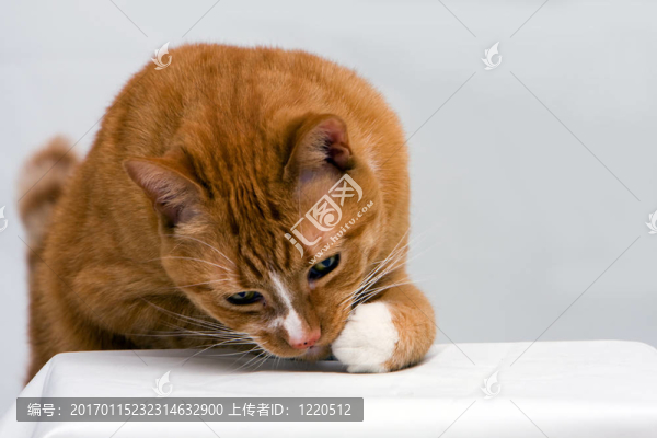 好奇傻死貓