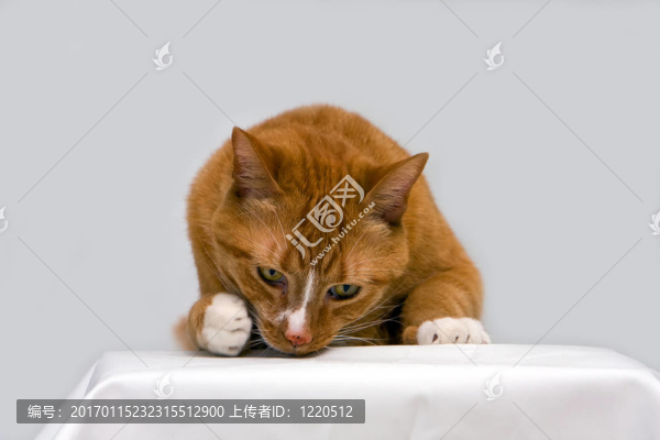 好奇傻死貓