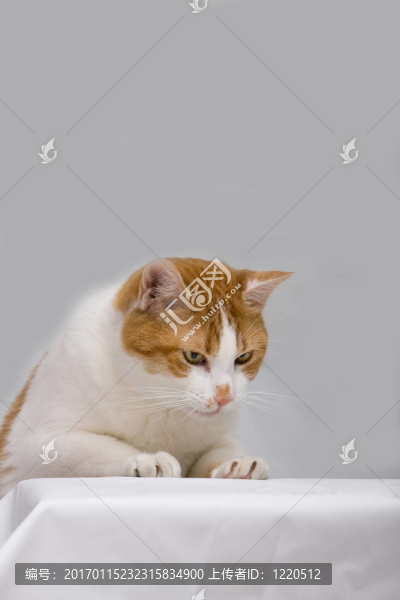 好奇傻死貓