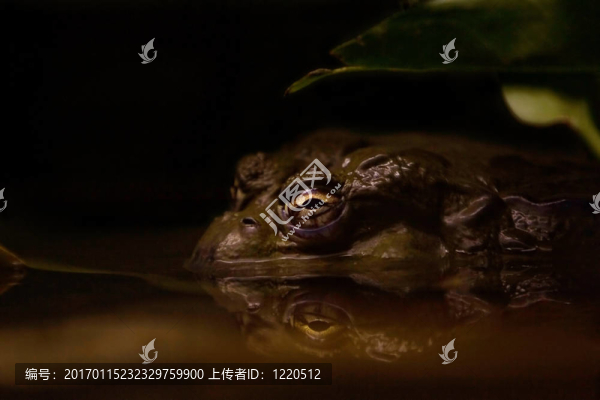 黑暗中的蟾蜍