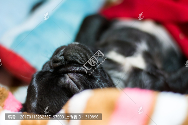 黑色巴哥犬