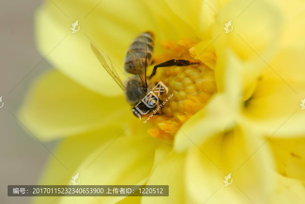 蜜蜂