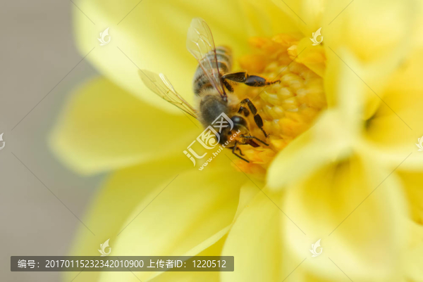 蜜蜂