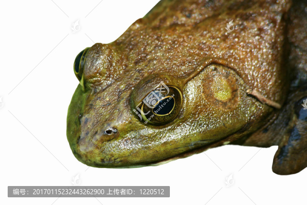 靠近美國牛蛙