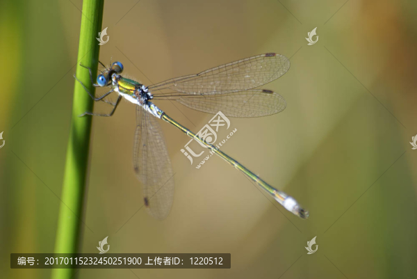 黑色和藍(lán)色的蜻蜓