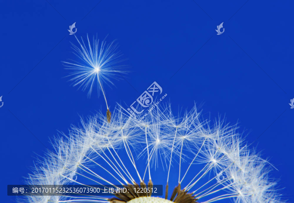 成熟的蒲公英花