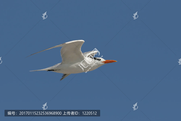 Royal,Tern（Sterna極大值