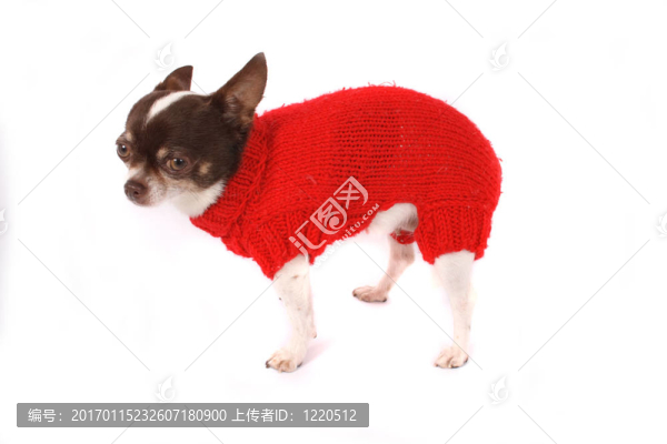 奇瓦瓦
