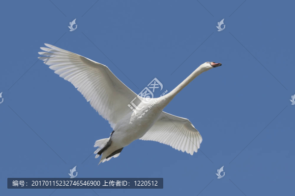 Mute,Swan（Cygnus,olor）